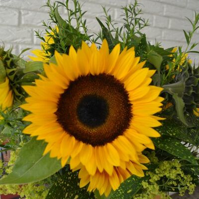 "Sommerfest im ARCHE Zentrum"
