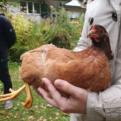 "Wir sind aufs Huhn gekommen"