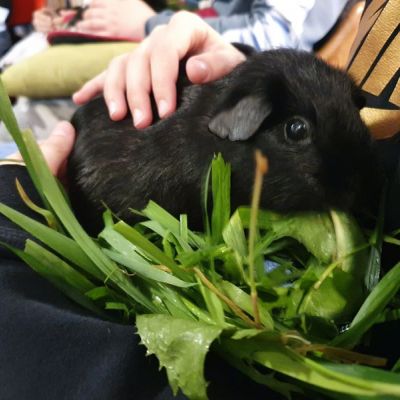 ""Hand in Hand" unterstützt tiergestützte Therapie der Arche Klinik"