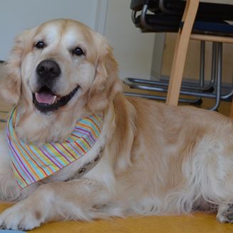"Therapiehund hilft seelisch kranken Kindern"