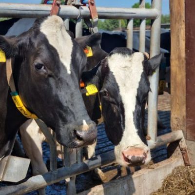 "Woher kommt die Milch?"