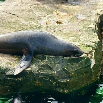 "Hort besucht den Zoo"