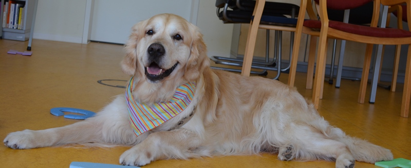 Therapiehund Amadeus