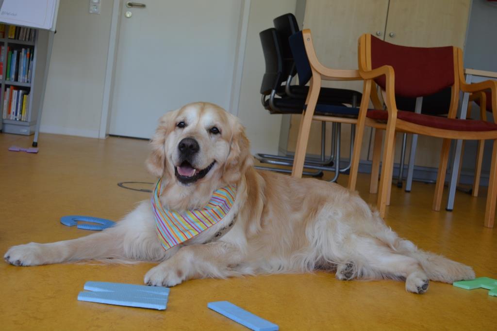 Therapiehund Amadeus aus der ARCHE Klinik