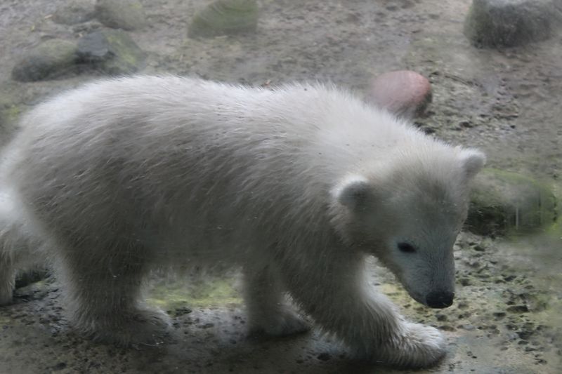 Eisbärenbaby Lili präsentiert sich den Krippenkindern