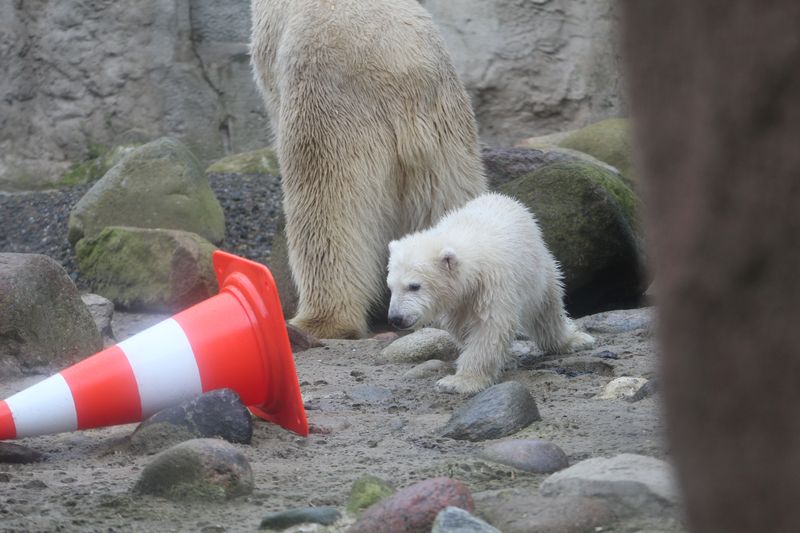 Eisbärenbaby Lili