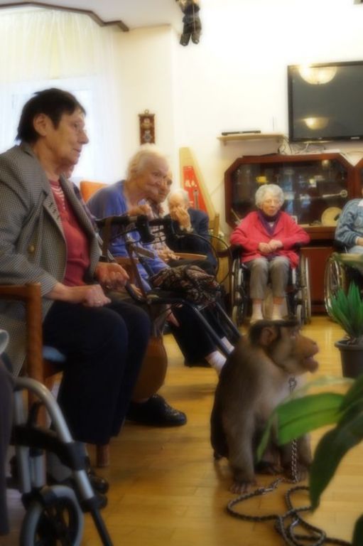 Schweinsaffe zu Besuch im Jacobi-Haus