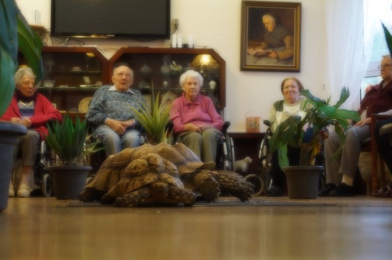 Die Schildkröten Karl-Heinz und Paulchen